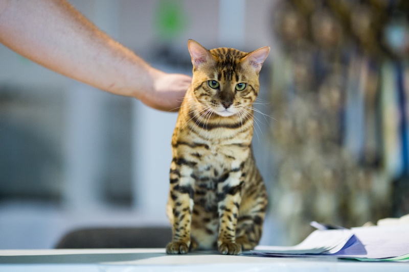 &quot;Зважений і пухнастий&quot;: кот Кекс выиграл битву гигантов на выставке в Киеве